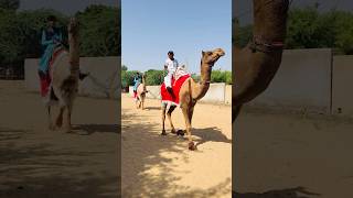 camel race in pabhuvero #shorts #shortvideo  #youtubeshorts