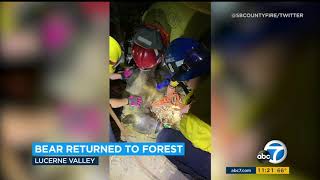 SBCoFD Crews in Lucerne Valley Assist Fish and Wildlife with Bear in a Tree