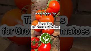 Three Tips for growing tomatoes #plants #shortvideo #garden #youtubeshorts #farming #howto