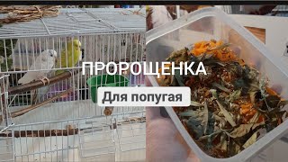 Пророщенка для попугаев