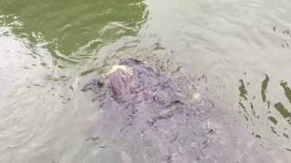 Catfish Feeding in Koh Samui, Thailand