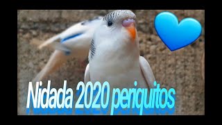 Nidadas 2020 periquitos