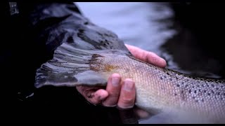 18lbs Trout - Brunná River (Iceland) | Iceland Winter Fishing Camping