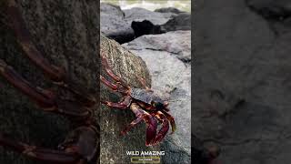 #Crabs 🦀 full video check this channel #shorts