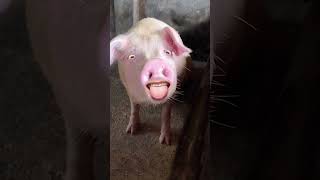 Pig must video #ytviral #funny #funnyvideos #piggy #pig #petsandanimals #ytshorts #animals animals