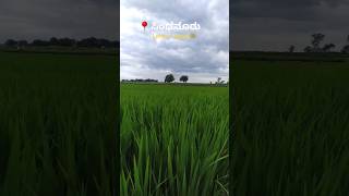 Namma Sindhanur. ಭತ್ತದ ನಾಡು 🌾#farming #sindhanur #krushi #paddy #reels #viralvideo #support