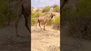 camel eating bone #viral #shorts #shortvideo #camel #camelculture #camel_racing