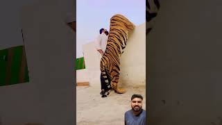 Aatenu ￼Şair karavan aatenu #music #song #tiger #lion #animals #love #punjabisong #punjabi #youtube￼