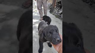 Batseri Village 2024 l Kinnauri Famous cute Puppies