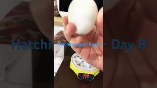 Hatching eggs - Day 8 - Only one egg left