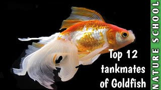 Top 12 tankmates of Goldifish nature school