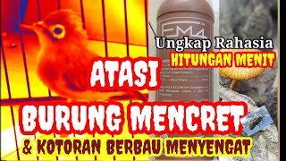 Cara cepat atasi burung mencret dan bau kotoran tidak sedap@restuijant