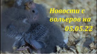 TimPtitZ: Новости с вольеров на 05.05.2022.