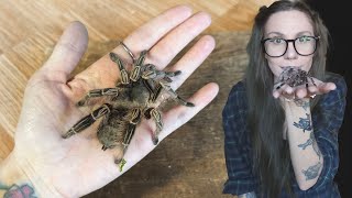 My Sweet Eevee.. Pink Zebra Beauty Tarantula UPDATE & Rehouse (E campestratus)