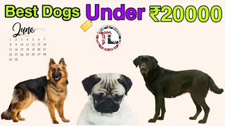 TOP 5 DOGS UNDER 20000₹ IN TELUGU | Taju logics