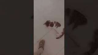 bubu bilaa. #funnycatvideos