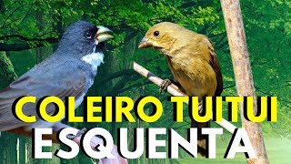 Coleiro tui-tui 💥 Canto de coleiro tui tui  💥 Coleiro tui tui cantando 💥 Coleiro tui-tui