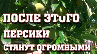 После этого персики станут огромными, вкусными и красивыми!!!