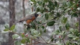 Robin Red Beast: Invasion of the Berry Snatchers