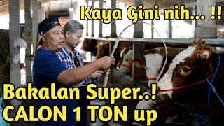 Ngobrol Bakul Bakalan Sapi Super Pak Priyo...!! Calon 1 ton up