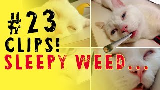 The EFFECTS of CANNABIS on SLEEP - TAID3I Clips