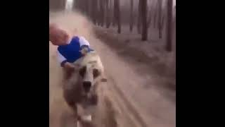 Funny dog🤣#funny #dogs #bikesound