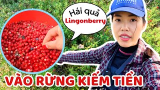 Vào rừng kiếm tiền tiền hái lingonberry chín đỏ rực ở Phần Lan - Thúy Jyri Family Phần Lan