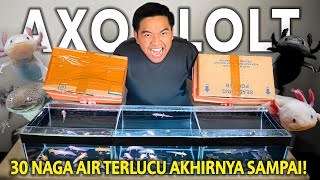 UNBOXING 30 NAGA AIR SEKALIGUS! SEMUA WARNA KITA BORONG! AXOLOTL INI LUCU BANGET!