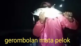 jigging malam hari ikan mata pelok kelaparan