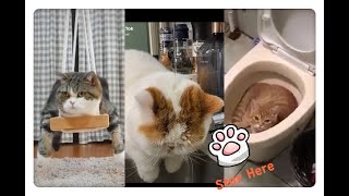 🐱 I Don't Want To Do Anything🐱Just Stay Here 😬Funniest compilation 21-September 2020