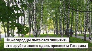 Нижегородцы пытаются защитить от вырубки аллею вдоль проспекта Гагарина.