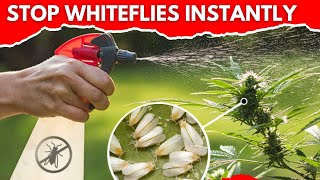 How to Get Rid of Whiteflies Instantly (Safe and Easy Methods)