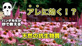 知る人ぞ知る最強の免疫力強化ハーブ「エキナセア」