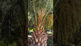 HUGE Canary Island Date Palms! 😱🌴 #shorts #gardening #palmtree