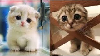 Cute Cats pt 3 #shorts #ytshort