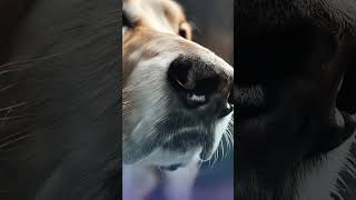 Did You Know? Dogs Have Unique Nose Prints! 🐾 | Fun Dog Facts Shorts