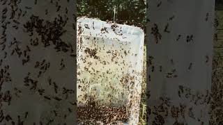 honeybees clean up #bee #bees #beeshoney #apiary #honey #beekeeping