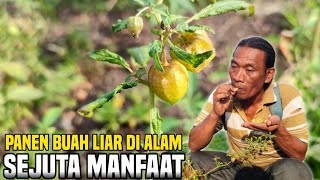 PANEN BUAH LIAR SEJUTA MANFAAT.. LANGSUNG KITA MAKAN DI LOKASI