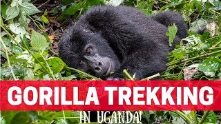 Gorilla Trekking in Uganda