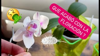 ✅QUE ACABÓ CON LA FLORACION DE MIS ORQUÍDEAS⁉️🤮🌸🙋🏻‍♀️