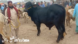 Gulabi Cross Slugger Brahman in Sheikhwan Cow Mandi|