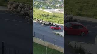 evimizin manzarası🐑🐏