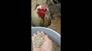 Mr. Parker the rooster eating from my hand at Chicken Heaven On Earth