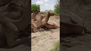 Camel Celebration a Joyful Farm Get-Together #celebration #joyful #camels #animals