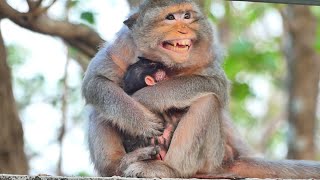 Sweet Love !!Very interesting of monkey mom busy take care / YouTube