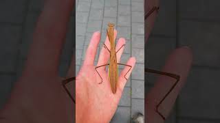 [자막] 왕사마귀 オオカマキリ Praying Mantis