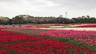 Tulip festival