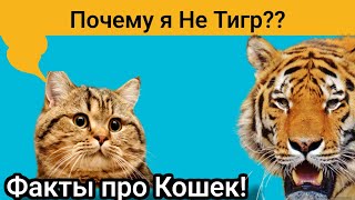 Рассказываю о кошках! 20 Реальных Фактов про котов!