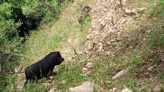 mini pigs outdoor 🏞️🐖μίνι γουρουνάκια 🐖