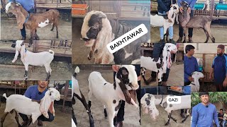 HYDERABADI GOATS🐐AVAILABLE👉 SOLAPUR AZEEM BHAI